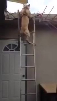 Le chien et l'échelle