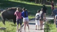 Enfant vs bison