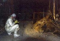 Tchernobyl 1986 : Coulée de magma provenant de la fusion du réacteur