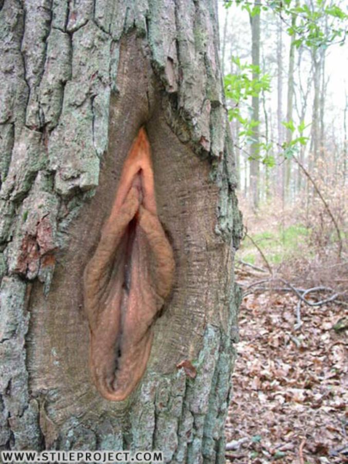 Un trou dans un arbre représente une vulve