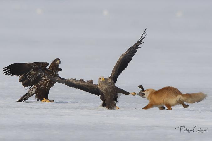 Au Japon, un aigle tente de voler un poisson à un renard qui l'a lui-même volé à des pêcheurs.
Photo par Philippe Cabanel : https://www.flickr.com/photos/philippecabanel/