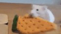 Ho, un biscuit !