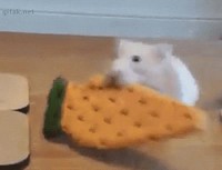 Ho, un biscuit !
