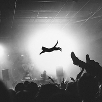 Chat c'est du concert