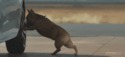 It's my dog