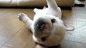 Bouledogue-Tortue
