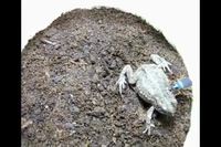 Crapaud vs insecte