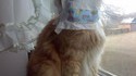 Chat culotté