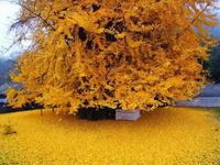 Un vieille arbre