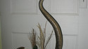 Décoration: Un écureuil sur un serpent