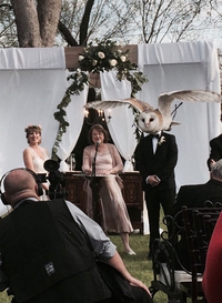Le mariage de Mr Hibou