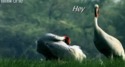 Blague raciste entre oiseaux