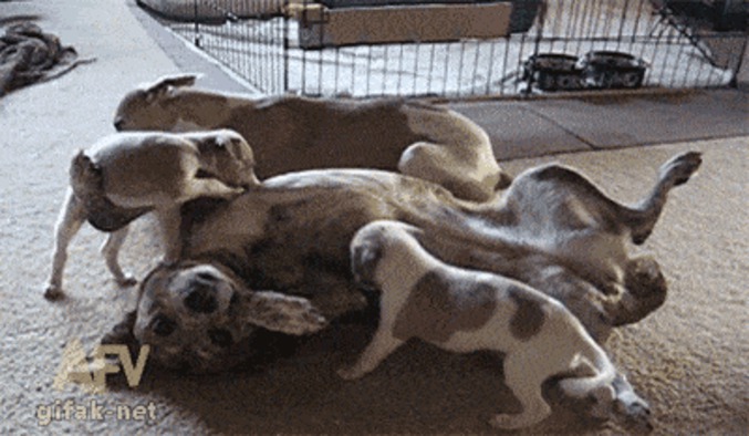 Dog's Button 