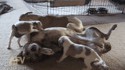 Dog's Button 