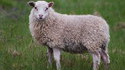Incitation au mouton