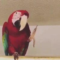 Perroquet rappeur