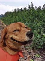 Snoop Dogg à la campagne