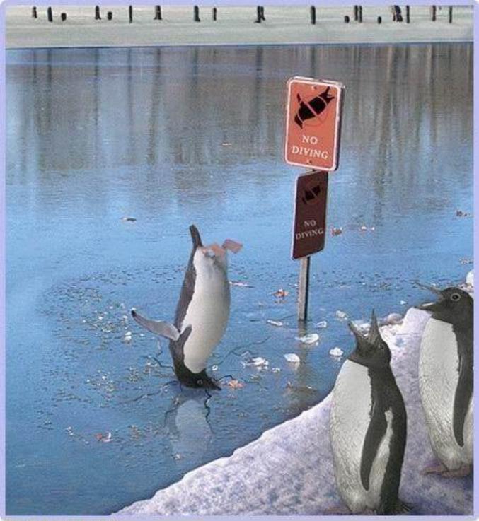 Un pingouin qui ne sait pas lire.