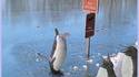 Pingouin owned