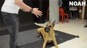 Prestidigitation et chiens