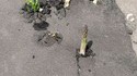 Asperge agressive