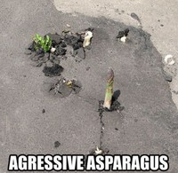 Asperge agressive