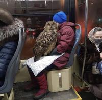 Dans le Poudlard Express