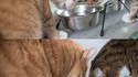 Histoire de chat