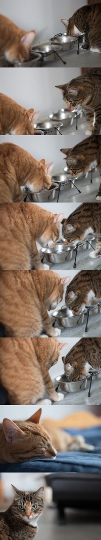 Histoire de chat