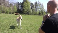 L'homme qui murmurait à l'oreille des poulains