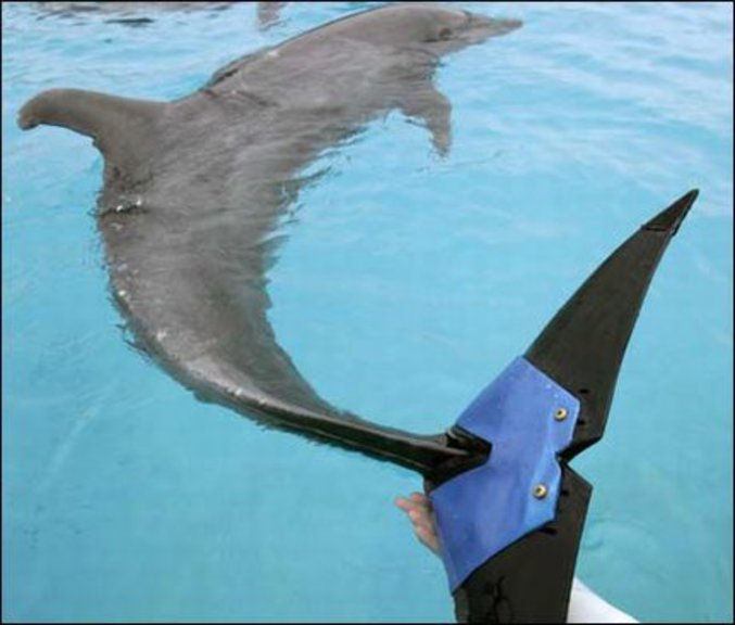 Un dauphin blessé qui peut nager !