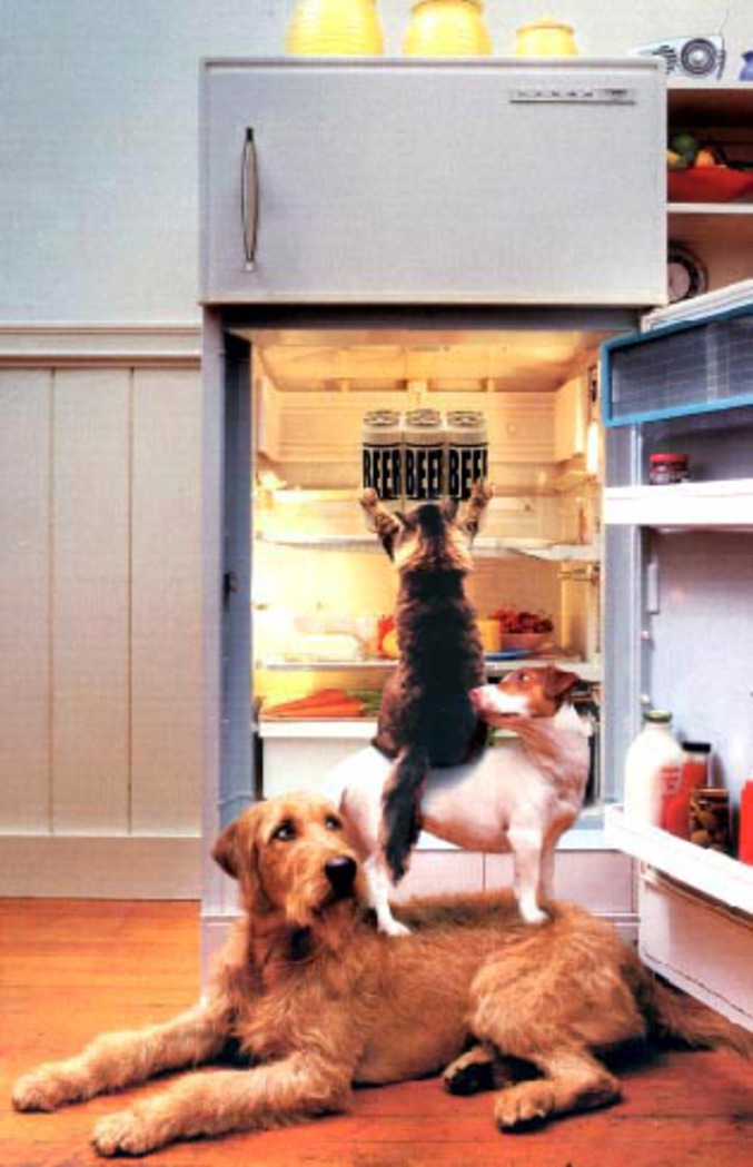 Un chat et deux chiens qui s'allient pour accéder aux bières dans le frigo
