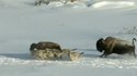 Un bison sournois