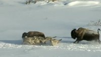 Un bison sournois
