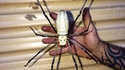 Northern golden orb weaver 