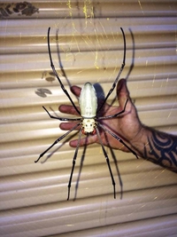 Northern golden orb weaver