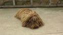 Un chien?