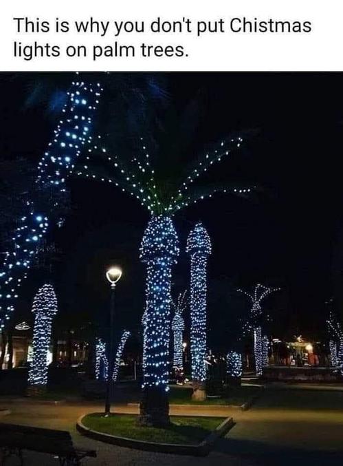 Des palmiers de Noël