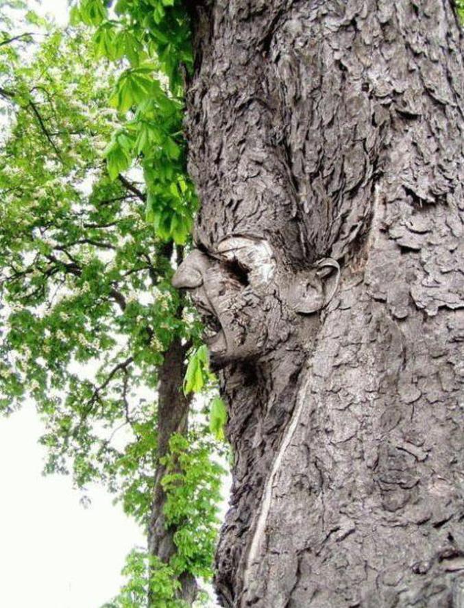 Un visage gravé dans un tronc d'arbre