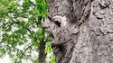 Arbre sculpté