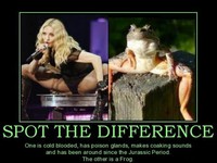 Madonna vs grenouille 