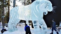 Tigre de glace