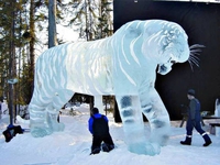 Tigre de glace