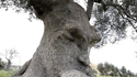 Arbre mojo