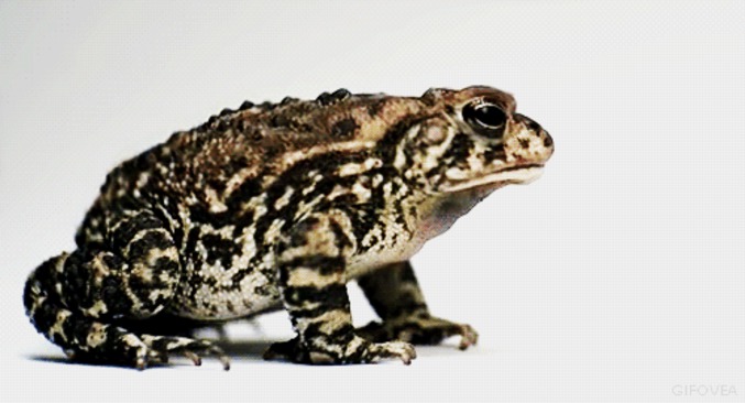 Crapaud
