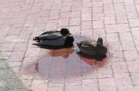 C'est con un canard