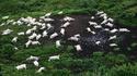 1986 : Le désastre du lac Nyos (1746 morts + bétail + oiseaux + etc...)