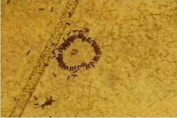 Le fight club des fourmis