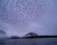 Murmuration