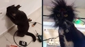Mylo est allé fouiner dans la prise électrique